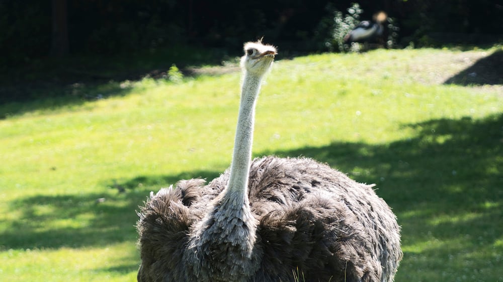 An ostrich looks out of its enclosure at the Cincinnati Zoo and Botanical Garden in Cincinnati Friday, July 7, 2023. (AP Photo/Jon Gambrell)