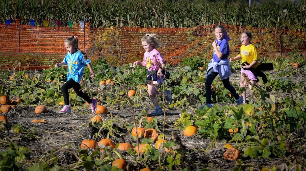 Nothing says fall quite like the hunt for the perfect pumpkin at Brown's Family Farm Market or any of the numerous farms in the area. CONTRIBUTED