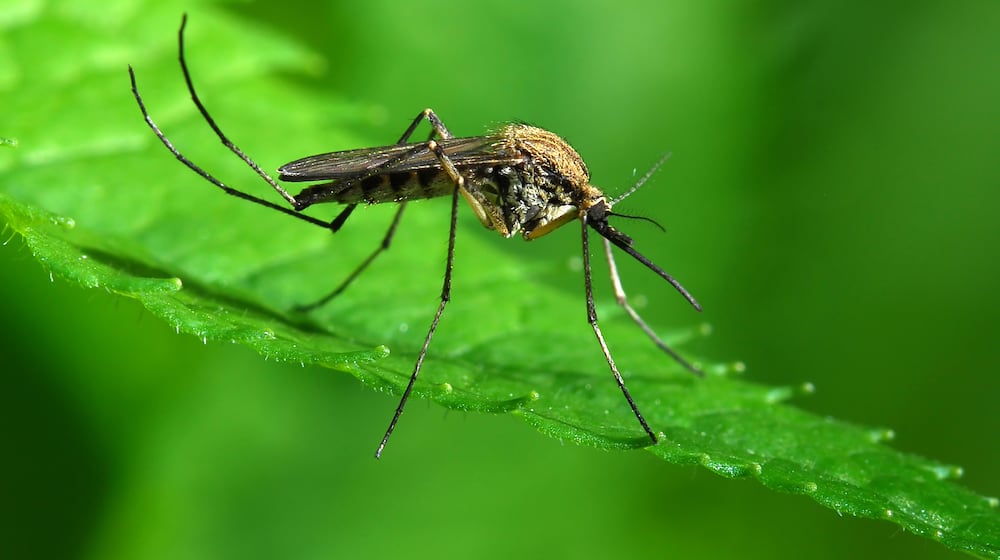 A Monroe woman has the first confirmed case of West Nile virus in Butler County.