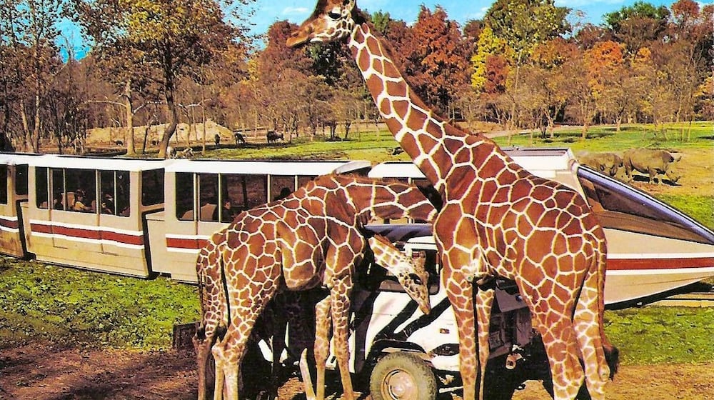 Kings Island's former Lion Country Animal Safari took guests on a monorail trek through various enclosures filled with lions, zebras, giraffes and more. Photo courtesy of Kings Island and Don Helbig