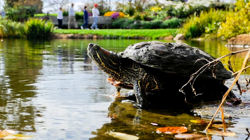 A turtle basks in the sun on a rock Wednesday, October 16 at Cox Arboretum in Miami Twp.   NICK GRAHAM / STAFF