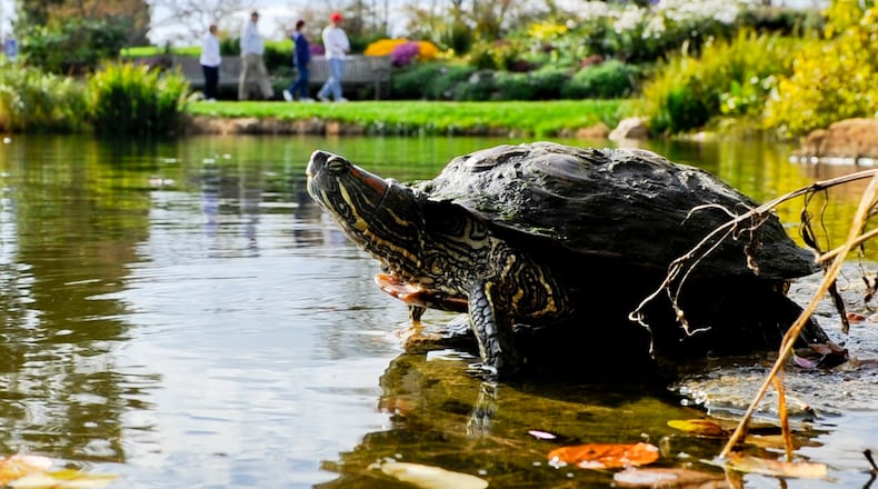A turtle basks in the sun on a rock Wednesday, October 16 at Cox Arboretum in Miami Twp. NICK GRAHAM / STAFF