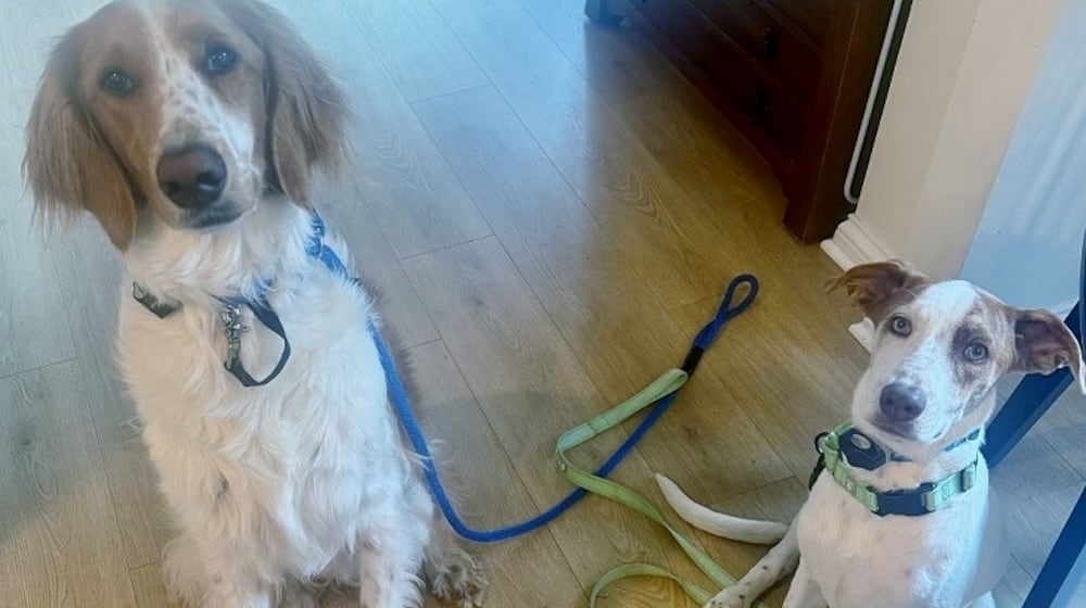 Kim Estess' family dogs, Walter and Artie. Two reasons why it's important for pet owners to write down their thoughts for their pets if they pass before them. CONTRIBUTED