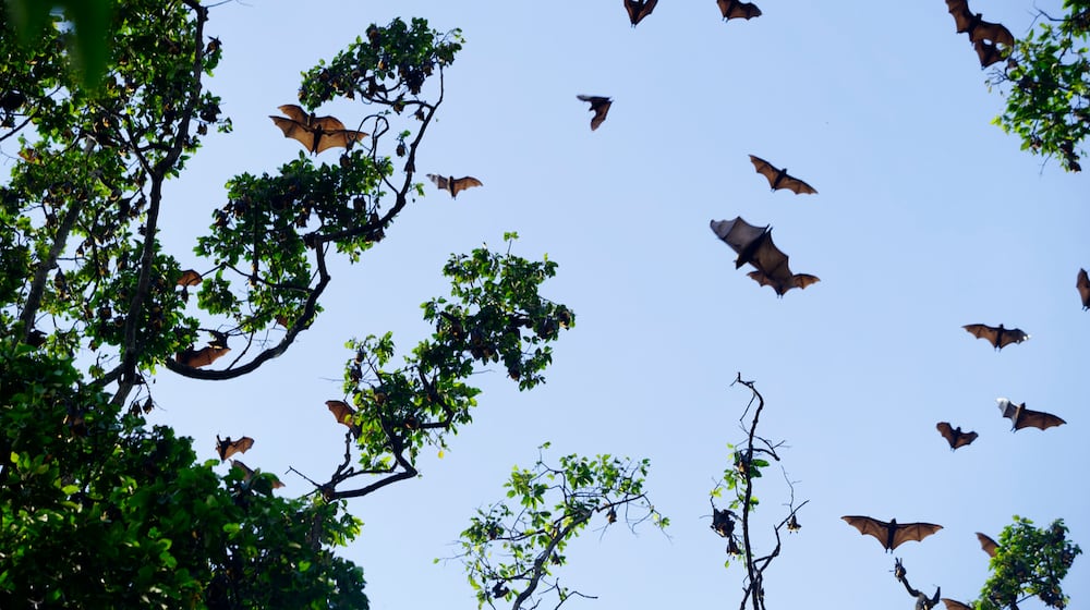 Some Ohio bats, including the Hoary, Eastern Red, Evening and Silver-haired bat, migrate. While they’re here, they roost in trees. ISTOCK