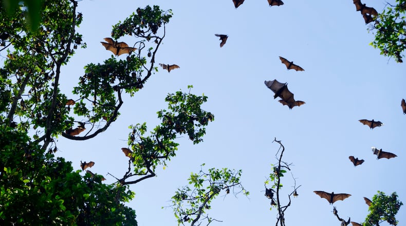Some Ohio bats, including the Hoary, Eastern Red, Evening and Silver-haired bat, migrate. While they’re here, they roost in trees. ISTOCK
